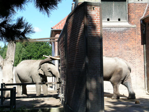 Elefanter i Københavns